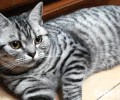 猫咪吃东西只用半边牙齿？