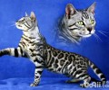 孟加拉豹猫怎么养殖