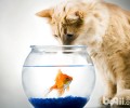 怎样让猫咪和其它小动物调和共处？
