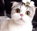家中养猫的注意事项你都知道吗？