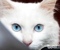 猫咪向你眨眼睛是在撩你吗？