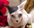 斯芬克斯猫有哪些特色？