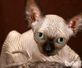 斯芬克斯猫为什么无毛？