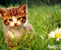 猫咪为什么那么喜爱电子设备？