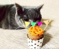 猫咪为什么不吃甜的东西