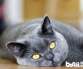 英国短毛猫的性格特征