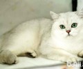 选择银色渐层英国短毛猫的几个留意点