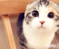 猫咪犯错千万不能打