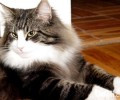 纯种挪威森林猫在哪能买到？