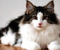 受人欢迎的挪威森林猫是怎么发生的？