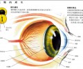 猫咪眼中的国际是绿色的 你知道吗