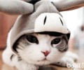 激光笔逗猫的几个注意事项