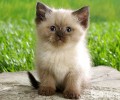 喜马拉雅猫维护常识介绍