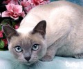 总被猫咪惊醒？教你防止猫咪上床方法
