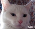 猫咪们喜爱什么色彩？