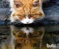 猫咪的古怪：喝脏水？