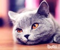 哪些养分要素是猫咪有必要的？
