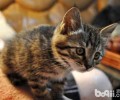 我国狸花猫多少钱一只？