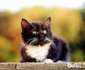 猫咪发情用避孕药？