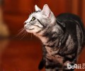 美国短毛猫粘人吗