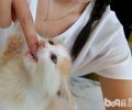 你的手指对猫咪有特别的吸引力？