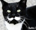 猫咪的胡须你知道多少
