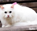 怎么区别安哥拉猫和山东狮子猫
