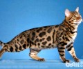 史上最贵的宠物之一：孟加拉猫