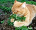 让猫咪张狂的猫薄荷终究是什么