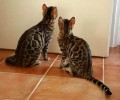 怎么练习孟加拉豹猫，谈一谈你的观点呢？