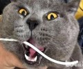 为什么会给猫咪断尾？