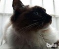 传闻布偶猫是人工培养的种类？