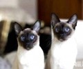 暹罗猫夜里睡觉的习气怎样养成的？