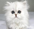 金吉拉需求剪屁股上的毛发吗？