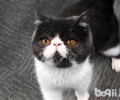 加菲猫在猫粮挑选上应该留意的方面