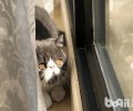 异国短毛猫手贱喜爱翻东西？