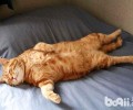 橘猫一天要睡几个小时？本来橘猫这么爱睡觉？