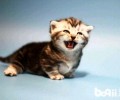 矮脚猫的腿为什么这么短？