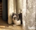 天气炎热怎样帮加菲猫降温？