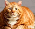 橘猫在冬季的时分需求穿衣服吗？