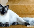 被布偶猫咬伤破皮了怎么办？