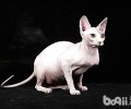 无毛猫一个月能吃多少猫粮？需要花多少钱？