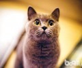 英国短毛猫能够去什么途径购买？