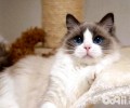 买布偶猫需求购买多大年纪的比较好？