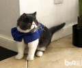 加菲猫一抽一抽的是在打嗝吗？