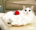 传闻布偶猫长的体型比狗还大？