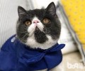 异国短毛猫真的会气愤吗？