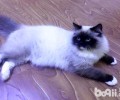 布偶猫会跳楼吗？为什么会跳楼？