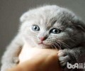 小奶猫还没长牙的时分能够吃什么？
