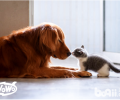 WOWO猫粮: 选猫粮只盯着排名看?合适自家猫咪的才是好的